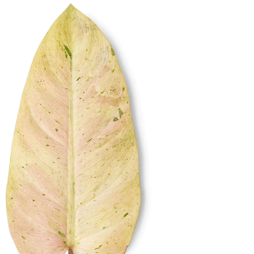 Philodendron ‘Whipple Way’ foliage close-up with narrow green leaves and cream-to-mint variegation.