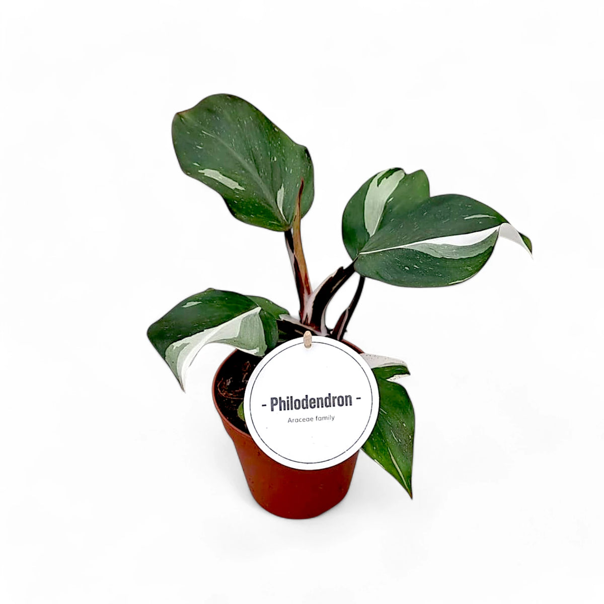 Philodendron 'White knight' – Topfpflanze im Kulturtopf vor weißem Hintergrund, Produktfoto 2.