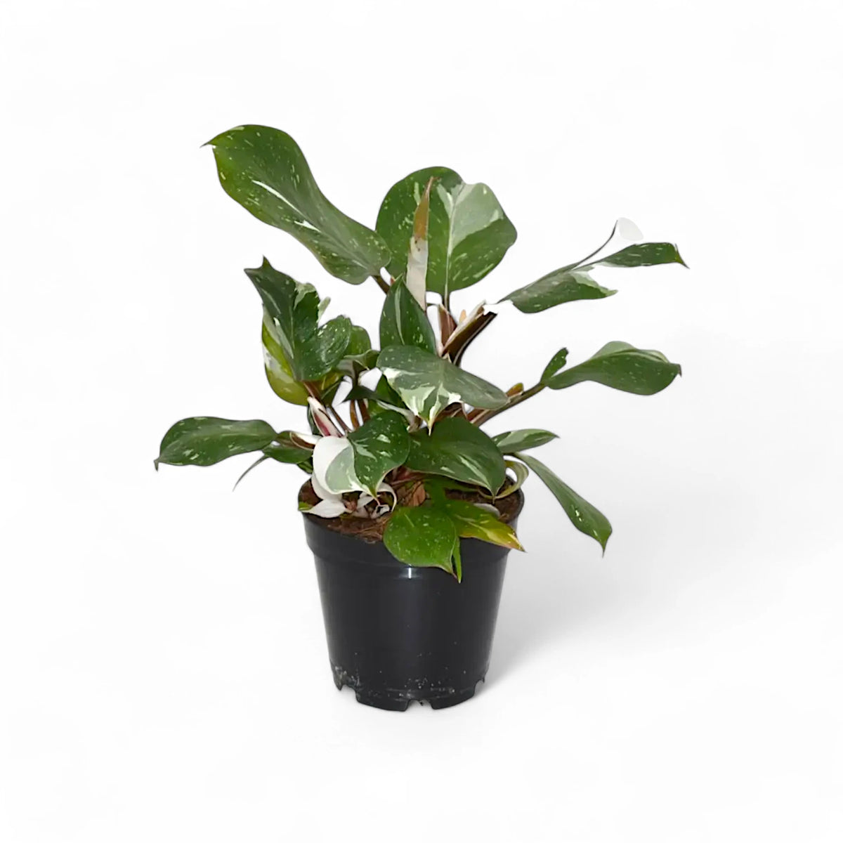 Philodendron 'White knight' – Topfpflanze im Kulturtopf vor weißem Hintergrund, Produktfoto 6.