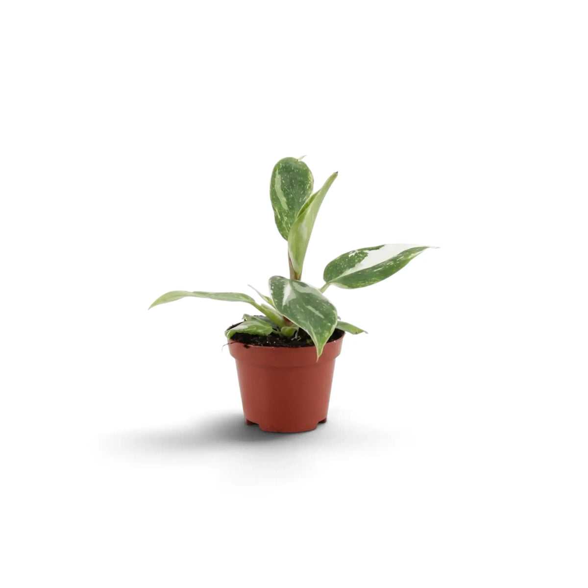 Young Philodendron 'White Princess' with an upright new leaf and white-marked green foliage