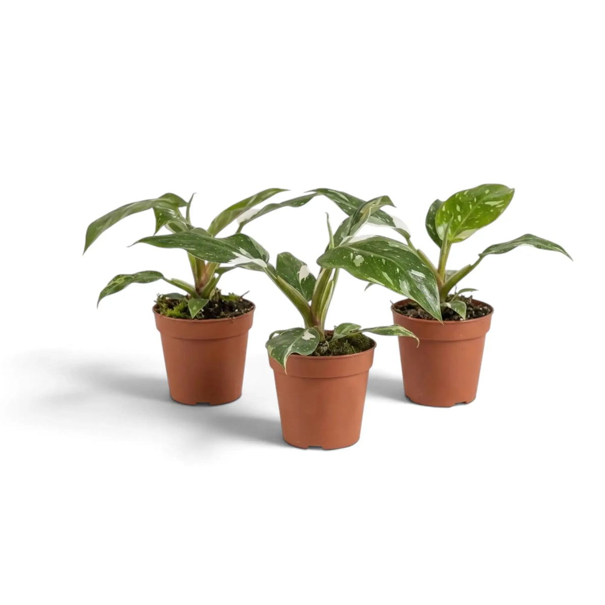Three young Philodendron 'White Princess' plants in brown pots with varied white leaf speckling