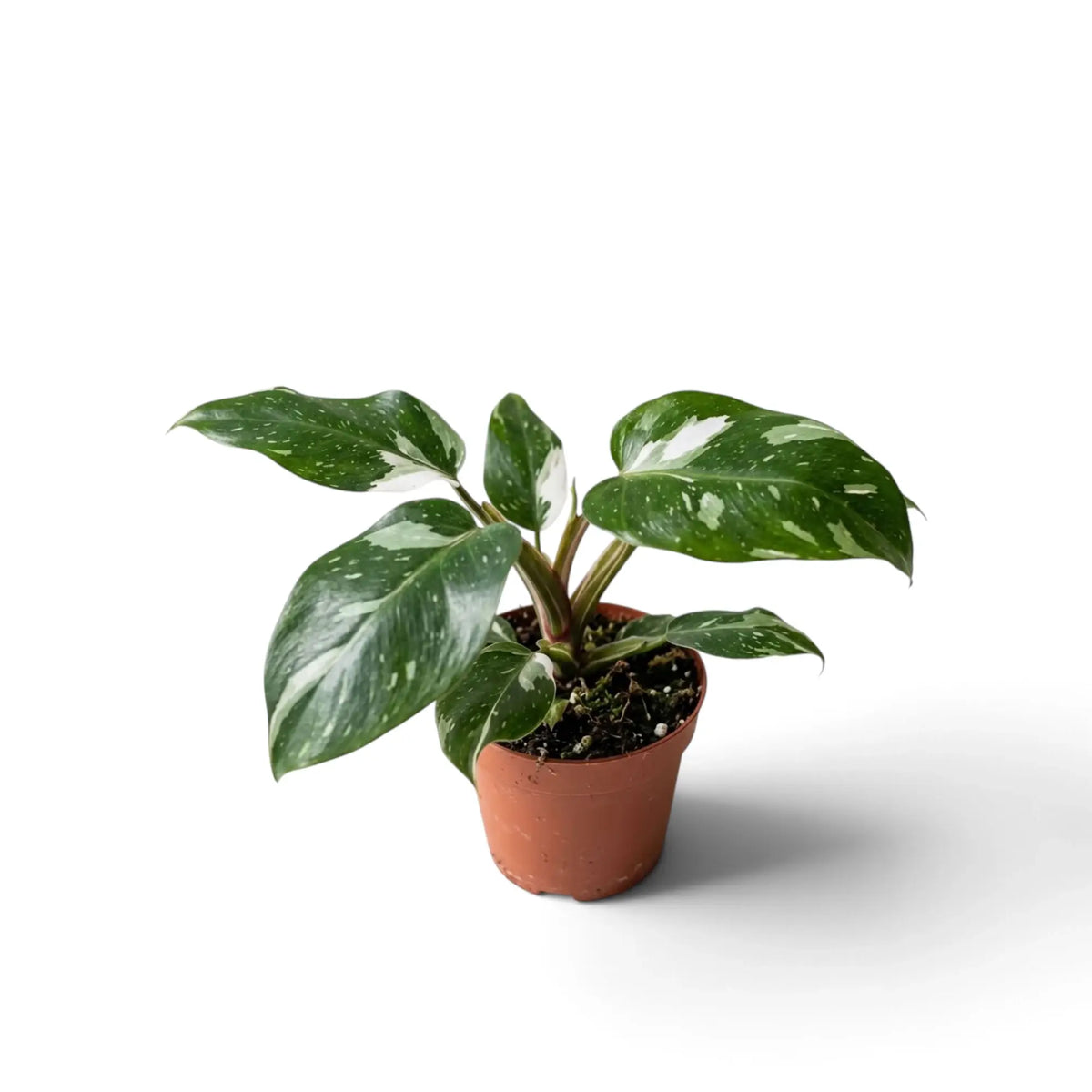 Philodendron 'White Princess' in a brown pot with a low cluster of white-flecked green leaves