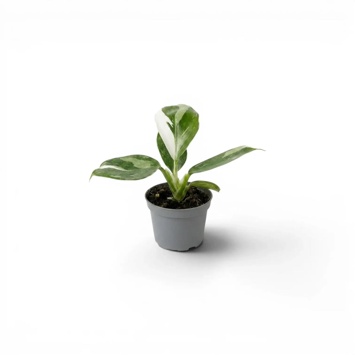 Philodendron 'White Wizard' baby plant in a nursery pot.