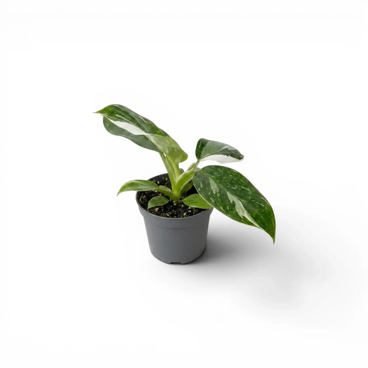 Philodendron 'White Wizard' baby plant in a nursery pot.