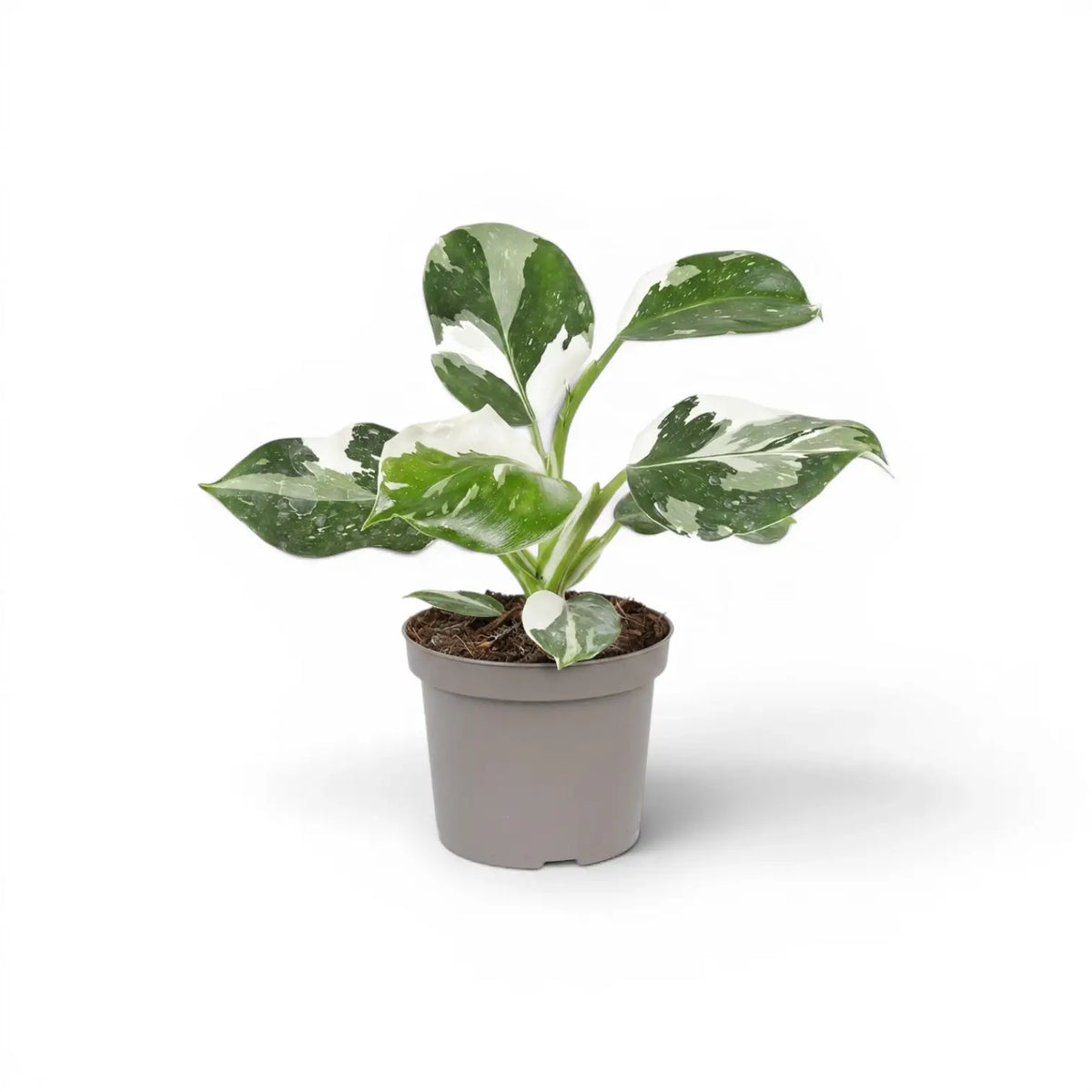 Philodendron 'White Wizard' plant in a nursery pot.