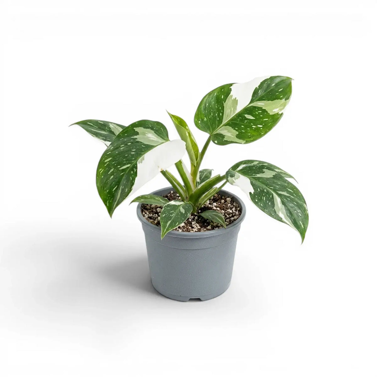 Philodendron 'White Wizard' plant in a nursery pot.