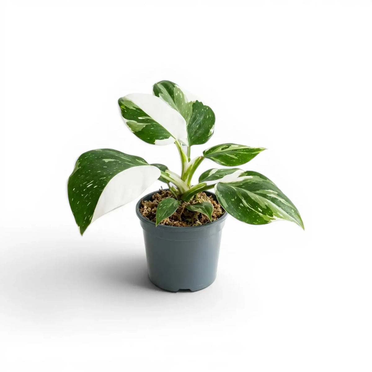Philodendron 'White Wizard' plant in a nursery pot.