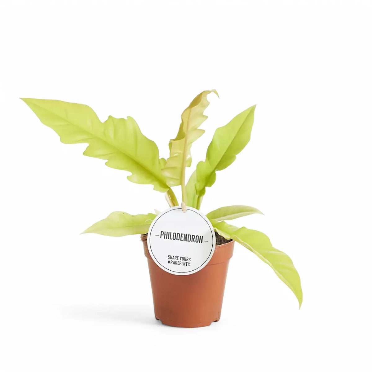 Philodendron x serratum 'Golden saw' ('Gergaji Golden') potted plant in nursery pot on white background.
