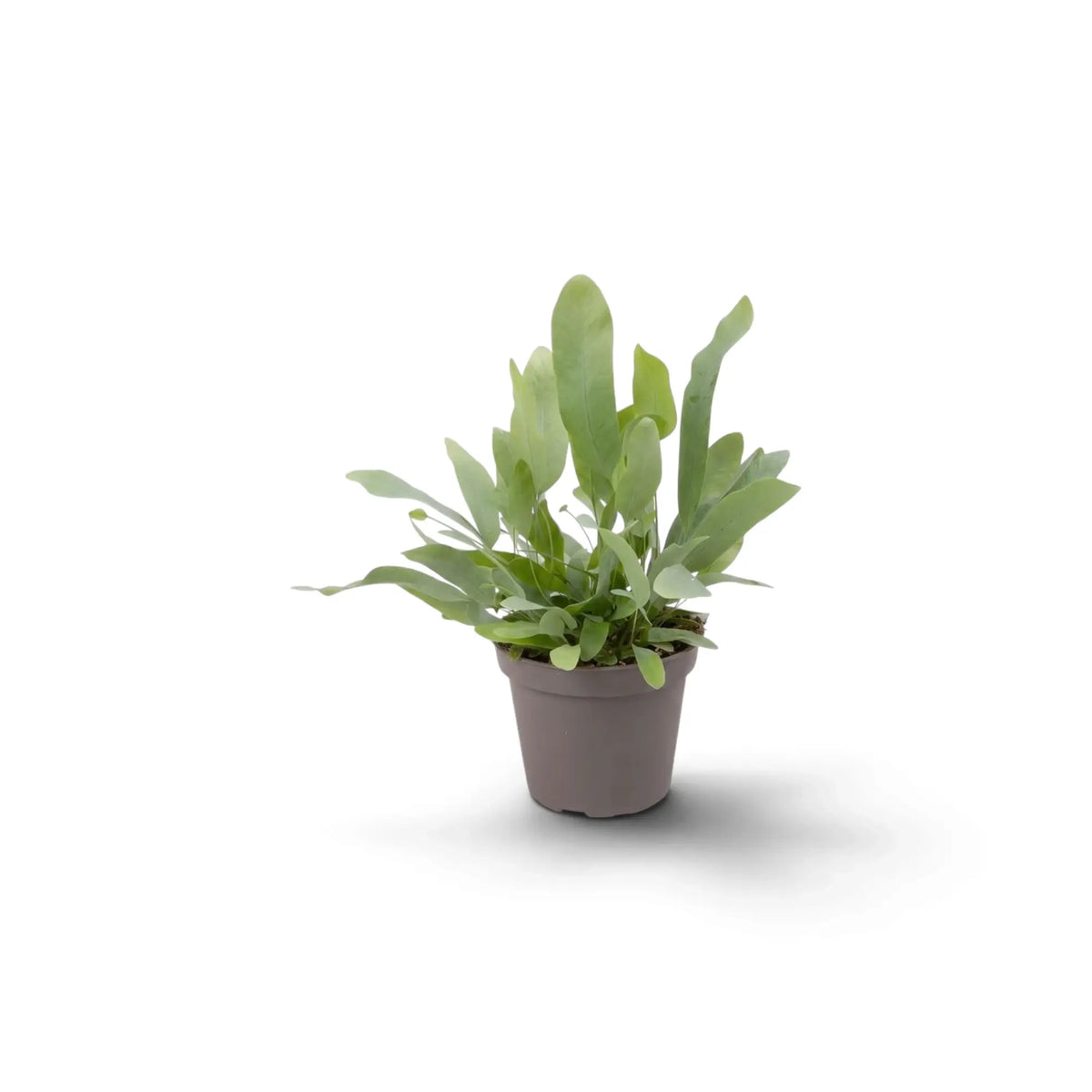 Young Phlebodium aureum with upright blue-green fronds in a nursery pot.