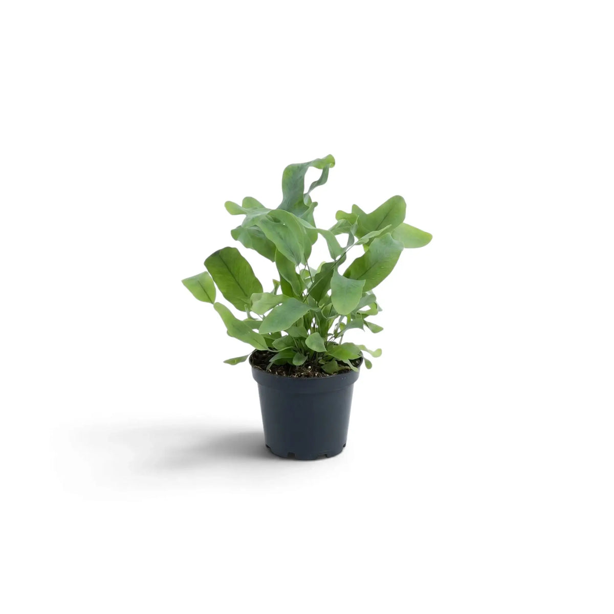 Phlebodium aureum in a small nursery pot, with upright and outward-curving green fronds.