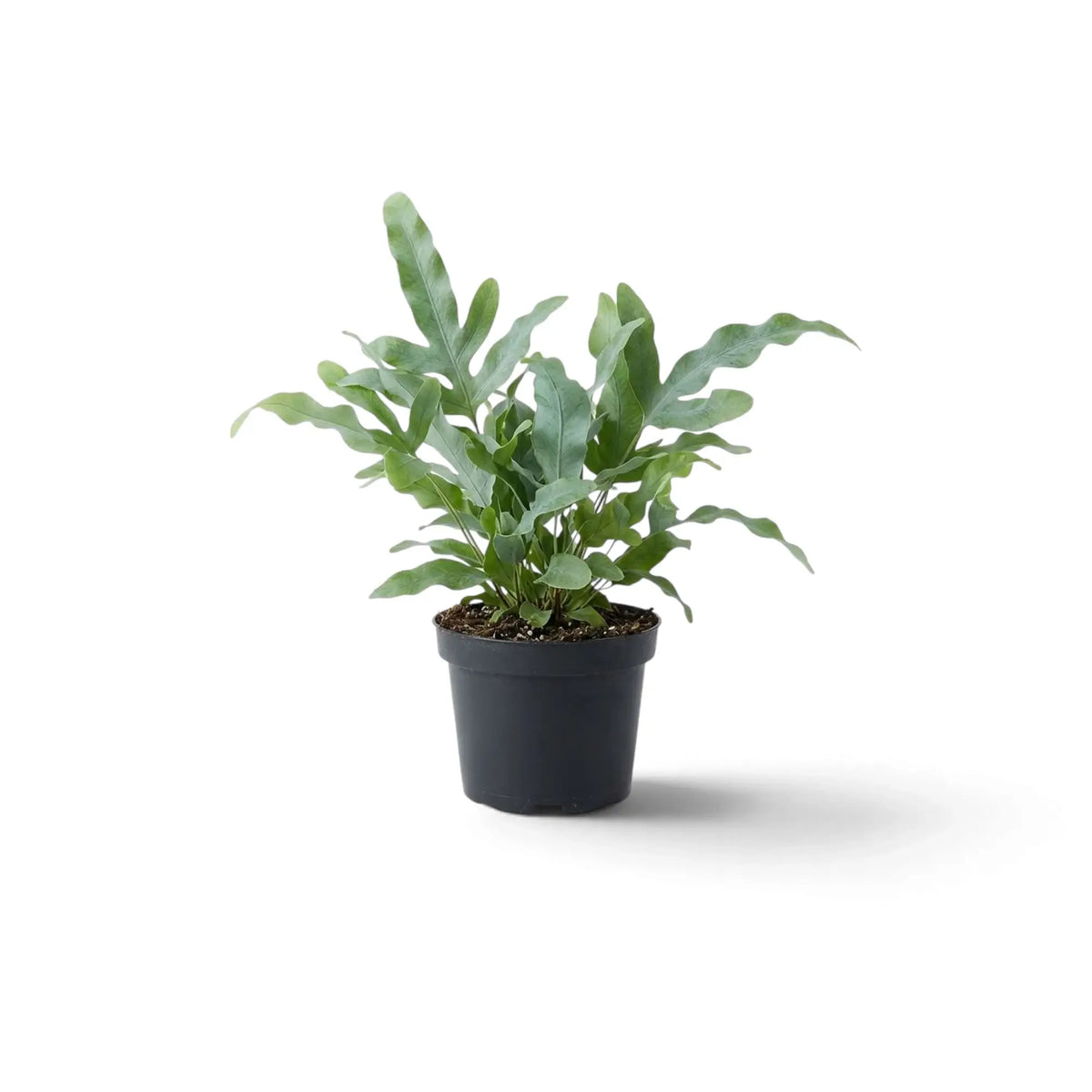 Young Phlebodium aureum with long, wavy blue-green fronds in a nursery pot.