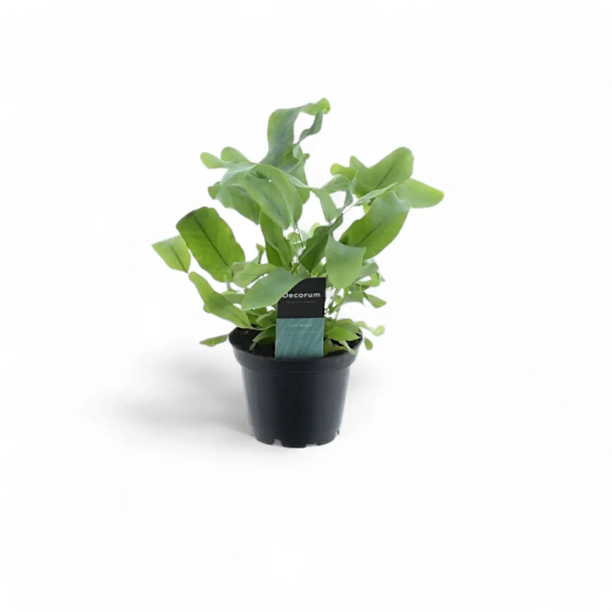Phlebodium aureum 'Blue Star' plant in a nursery pot against a white background