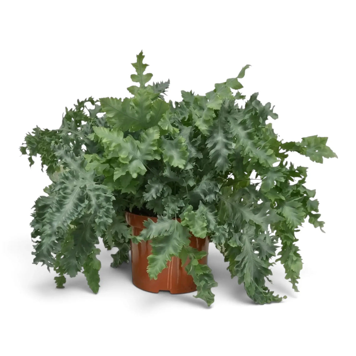 Large Phlebodium aureum ‘Davana’ with a dense spreading crown of frilled blue-green foliage