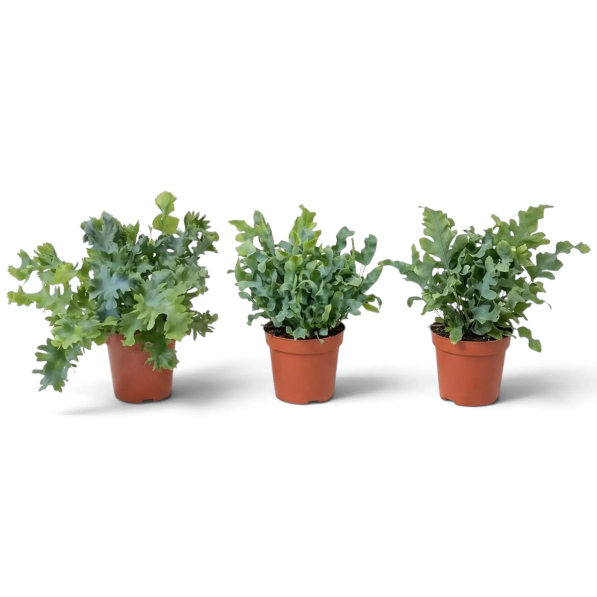 Medium Phlebodium aureum ‘Davana’ with a dense crown of ruffled green fronds
