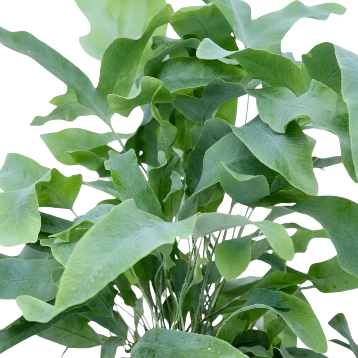 Overlapping Phlebodium aureum fronds with blue-green surfaces and long, curved lobes.