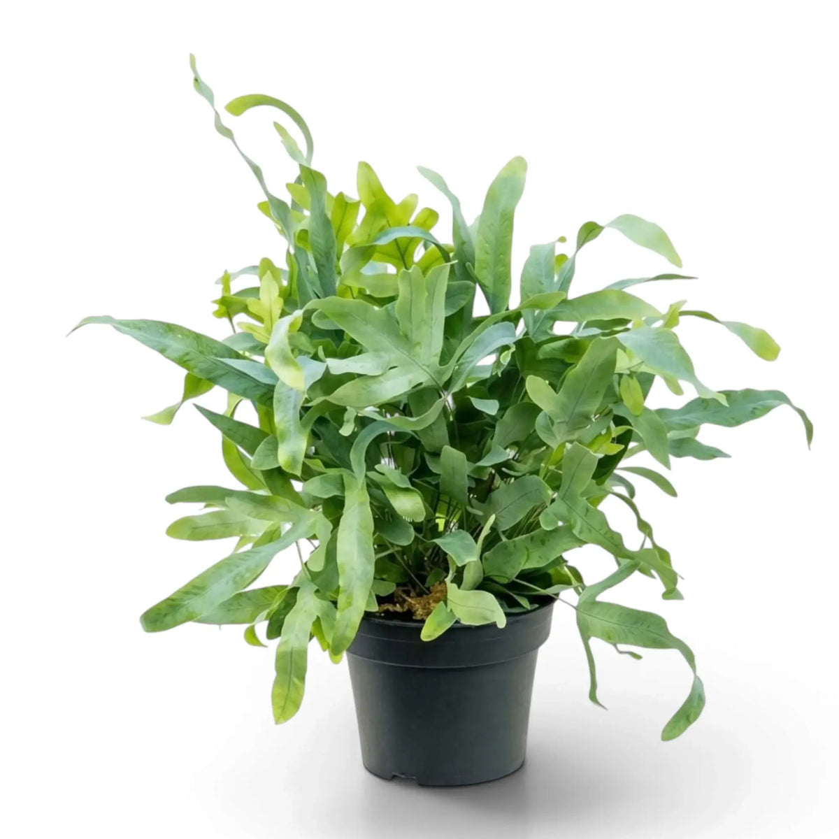 Phlebodium aureum with a dense cluster of long, wavy blue-green fronds spilling over a nursery pot.