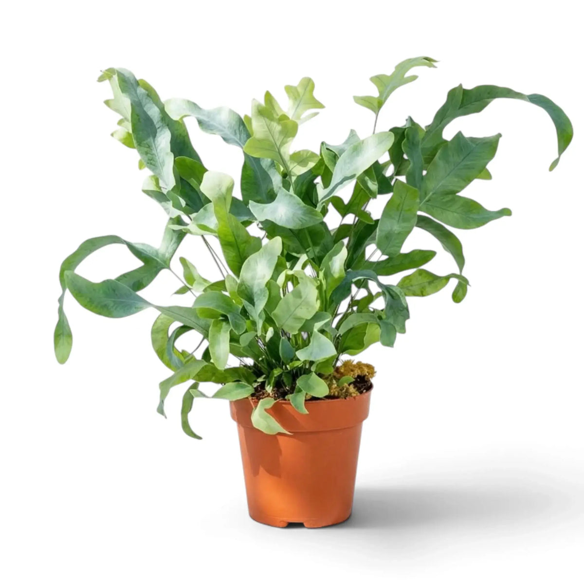 Potted Phlebodium aureum with long blue-green fronds arching outwards and curling at the tips.