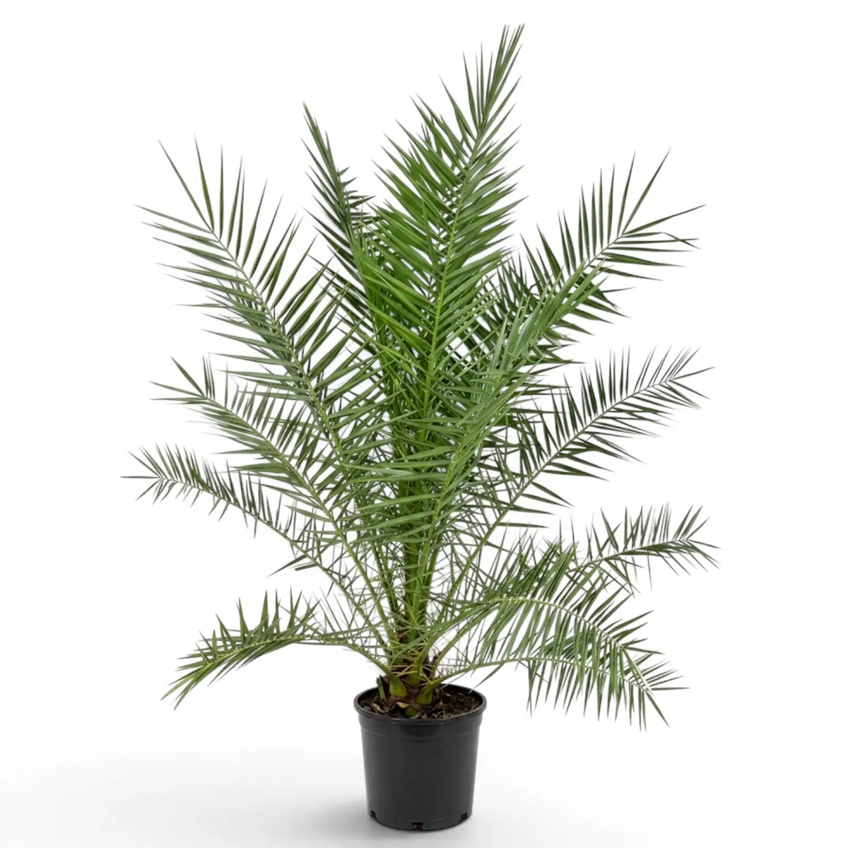 Phoenix canariensis Canary Island date palm extra large plant in a nursery pot.