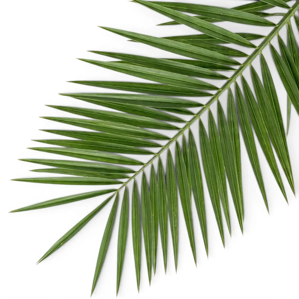 Phoenix canariensis Canary Island date palm foliage close-up with arching fronds.