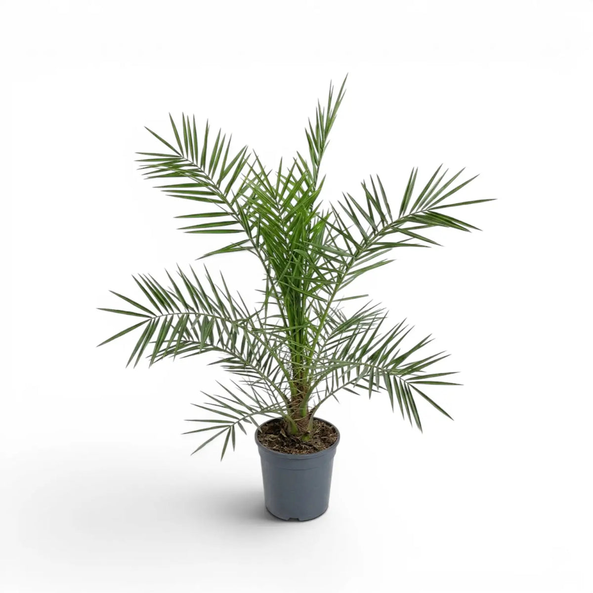 Phoenix canariensis Canary Island date palm medium plant in a nursery pot.