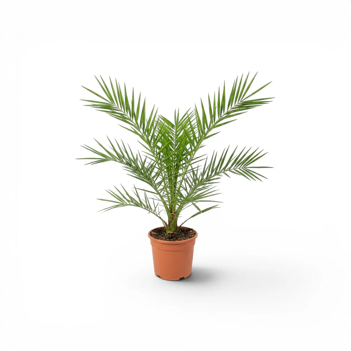 Phoenix canariensis Canary Island date palm small plant in a nursery pot.
