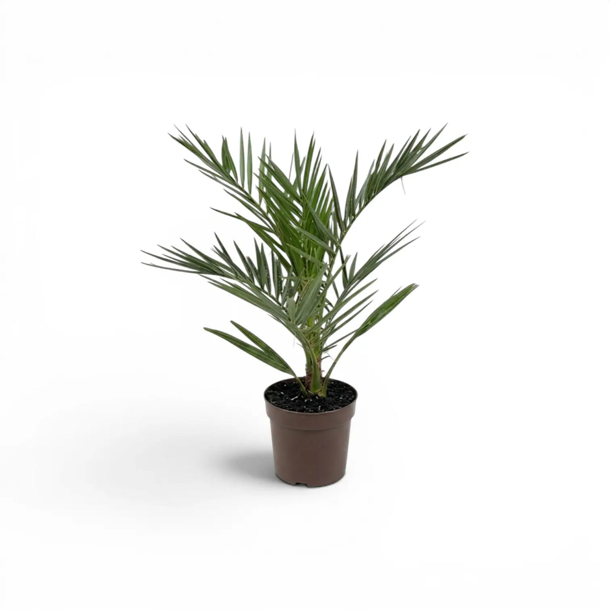 Phoenix canariensis Canary Island date palm small plant in a nursery pot.