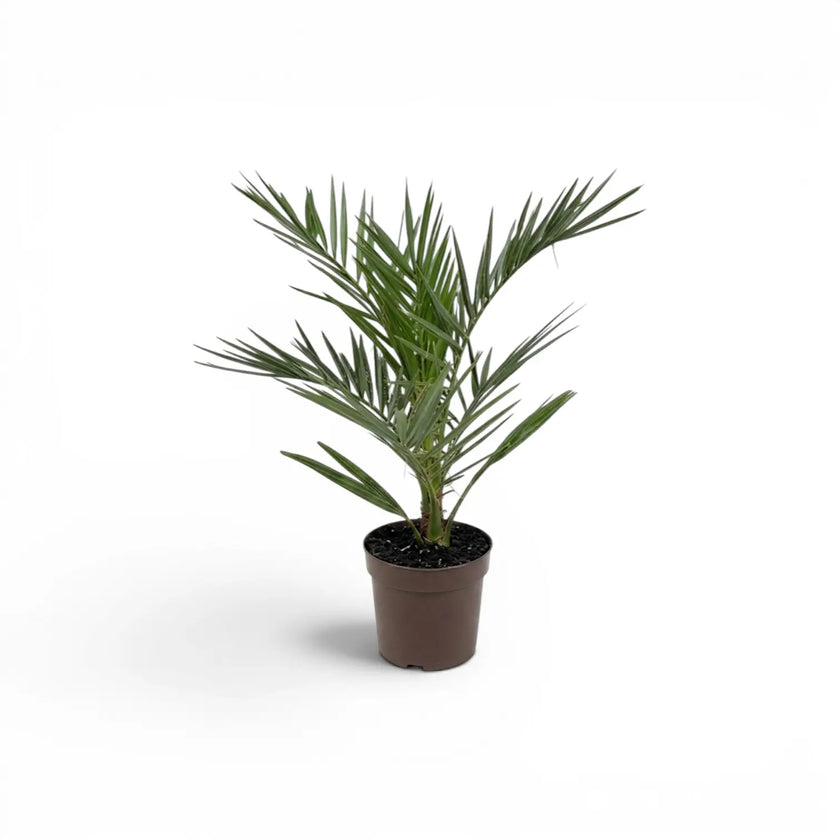 Phoenix canariensis Canary Island date palm small plant in a nursery pot.