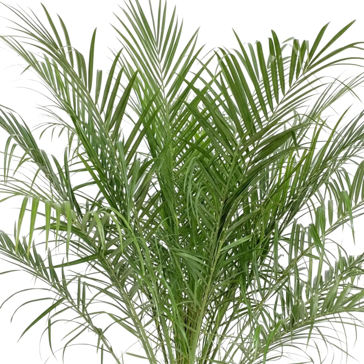 Close-up of the Phoenix roebelenii crown, with slender green fronds spreading upwards and outwards.