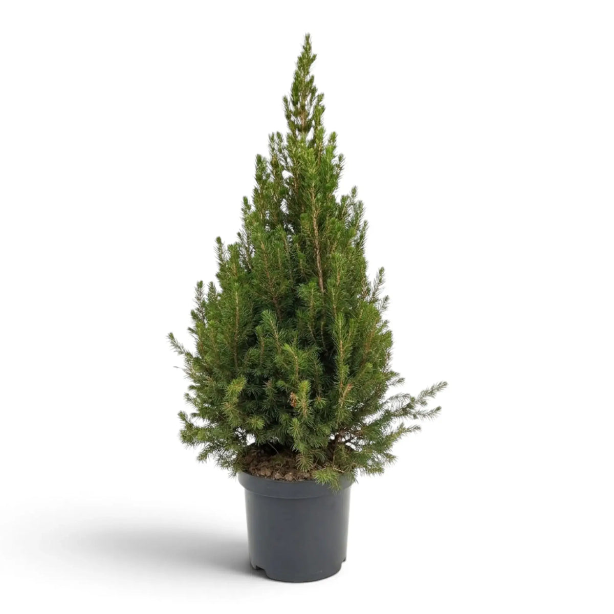 Picea glauca ‘December’ mit schmalem, kegelförmigem Wuchs im dunklen Topf