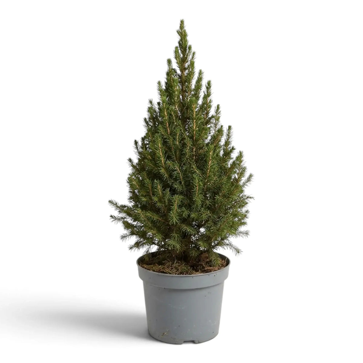 Picea glauca ‘December’ mit aufrechtem Wuchs und dichten grünen Nadeln im hellgrauen Topf