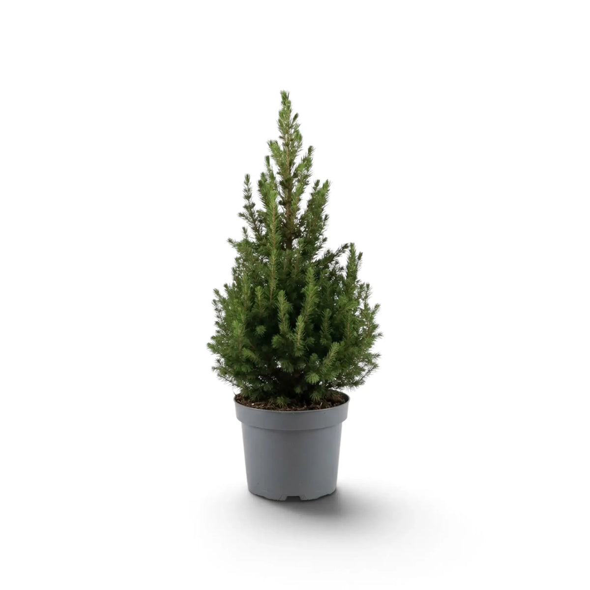Kleine Weißfichte (Picea glauca ‘December’) im dunkelgrauen Pflanztopf