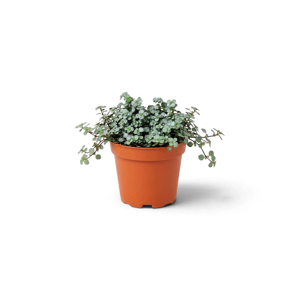 Potted baby Pilea ‘Greyzy’ with dense silver-green foliage
