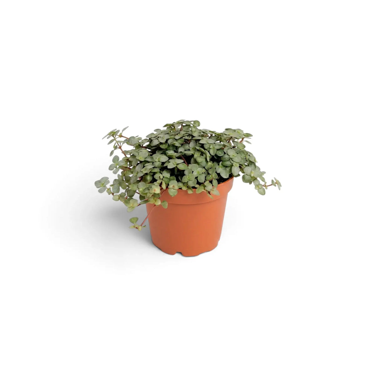 Compact baby Pilea ‘Greyzy’ in a terracotta nursery pot