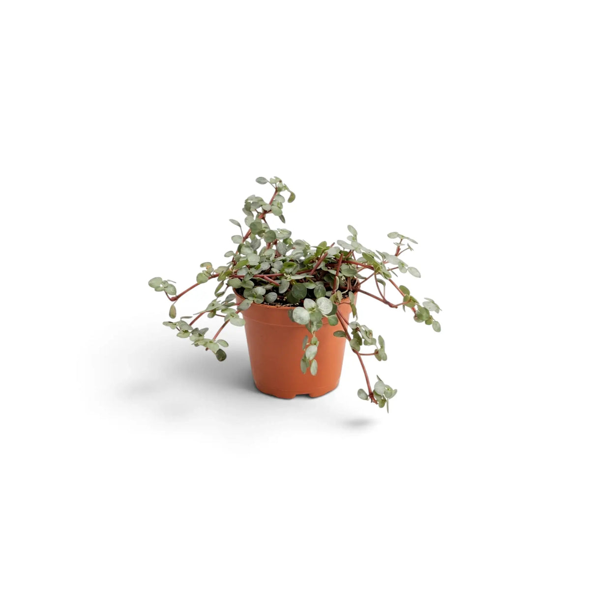 Baby Pilea ‘Greyzy’ with red trailing stems in a terracotta pot