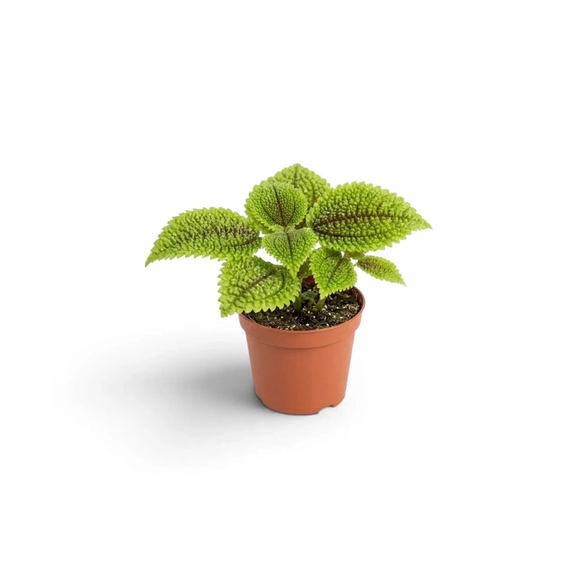 Pilea involucrata ‘Moon Valley’ als kompakte Jungpflanze mit leuchtend grünen, tief gefurchten Blättern
