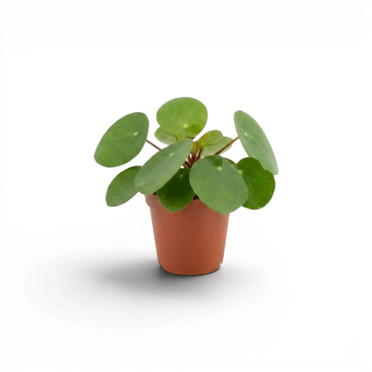 Pilea peperomioides-Jungpflanze im Kulturtopf vor weißem Hintergrund