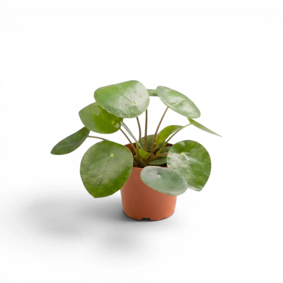 Pilea peperomioides-Jungpflanze im Kulturtopf vor weißem Hintergrund