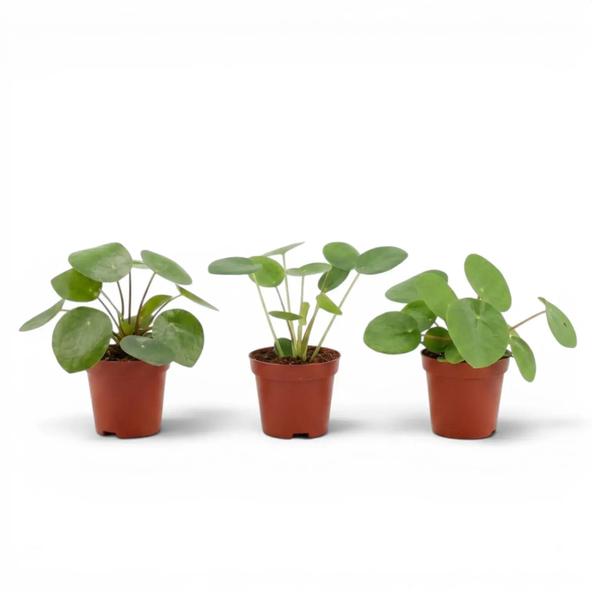 Pilea peperomioides-Jungpflanze im Kulturtopf vor weißem Hintergrund