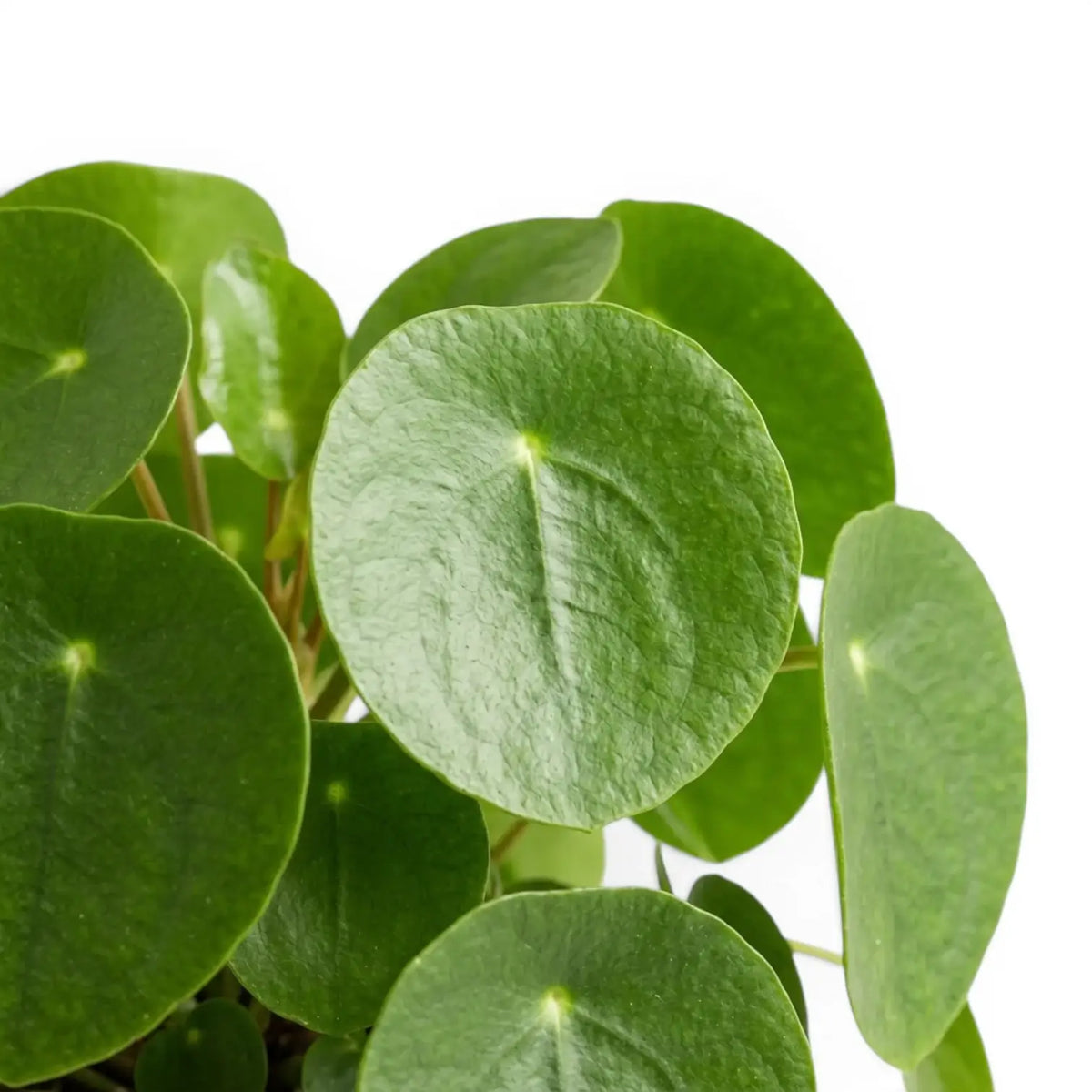 Nahaufnahme der Blätter von Pilea peperomioides vor weißem Hintergrund