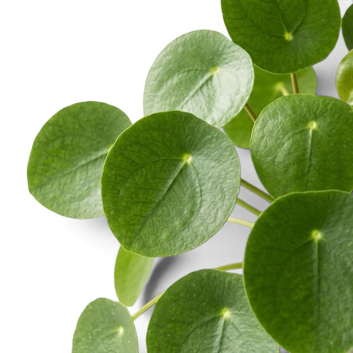 Nahaufnahme der Blätter von Pilea peperomioides vor weißem Hintergrund