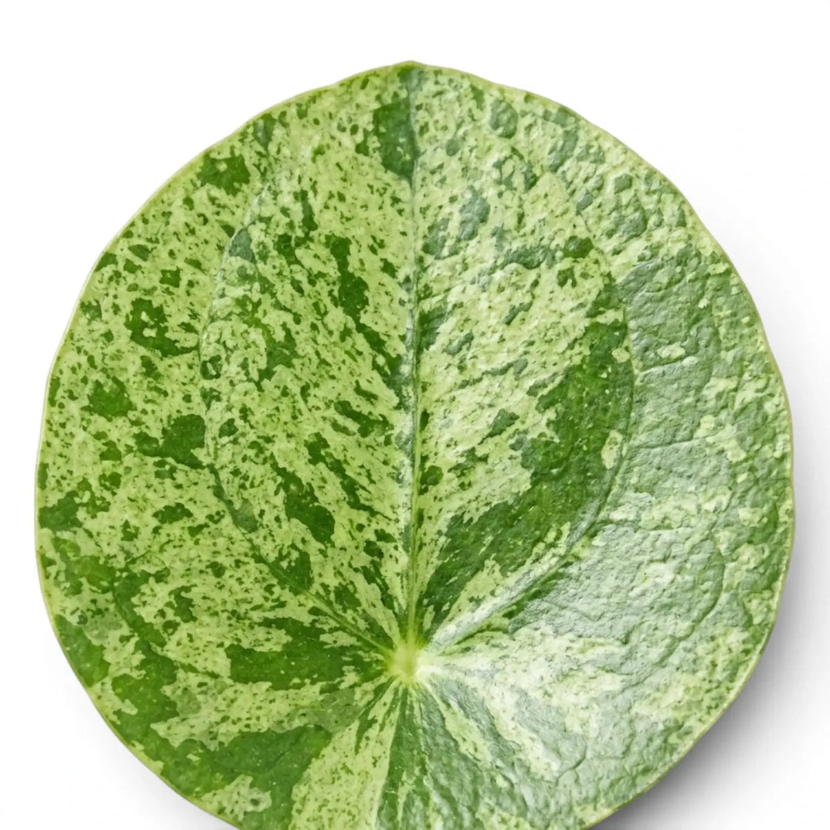 Nahaufnahme eines runden, panaschierten Blattes von Pilea peperomioides Mojito vor weißem Hintergrund