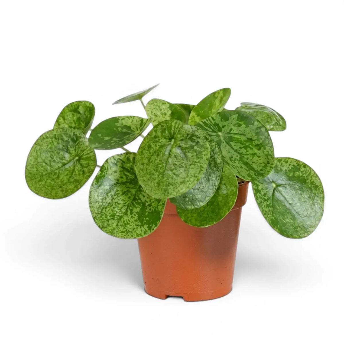Pilea peperomioides Mojito mit panaschierten Blättern im Kulturtopf vor weißem Hintergrund