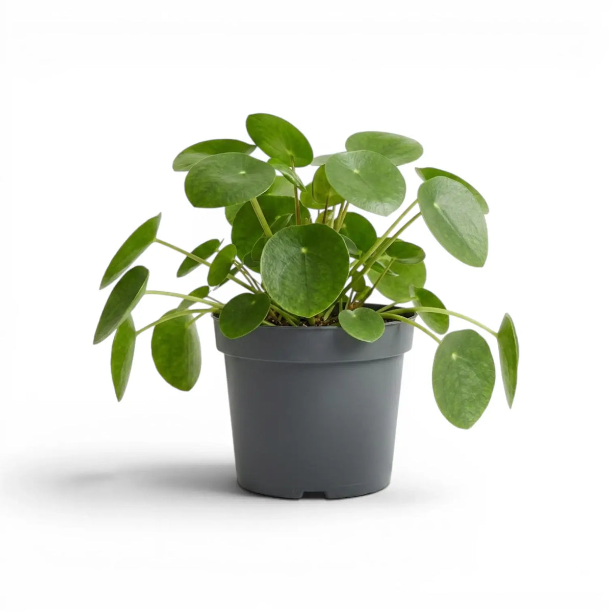 Pilea peperomioides mit runden, grünen Blättern im Kulturtopf vor weißem Hintergrund