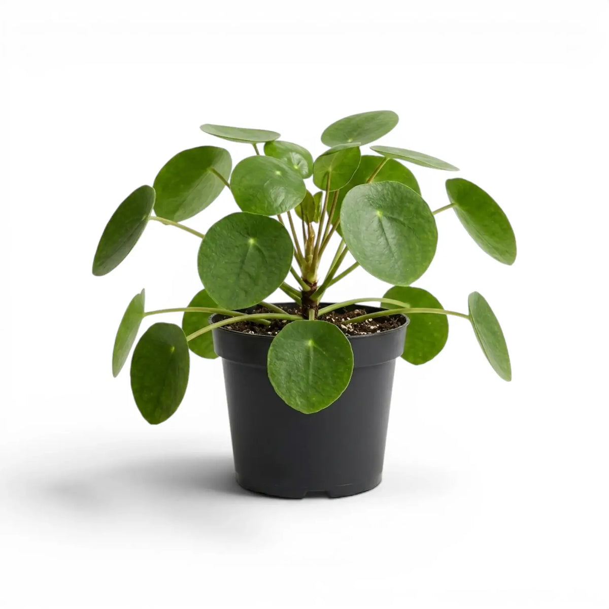 Pilea peperomioides mit runden, grünen Blättern im Kulturtopf vor weißem Hintergrund