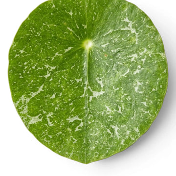 Nahaufnahme runder, panaschierter Blätter von Pilea peperomioides Sugar vor weißem Hintergrund