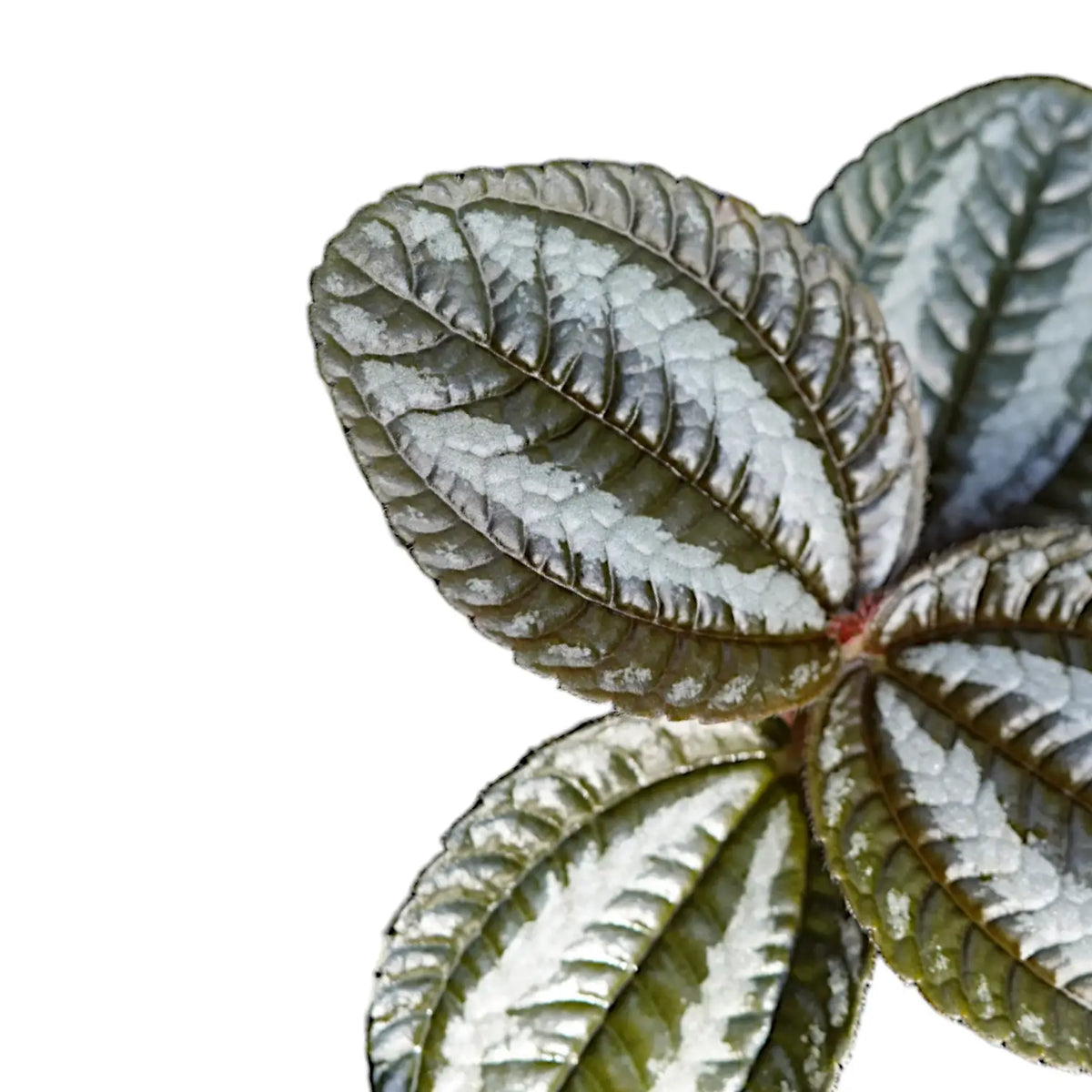 Nahaufnahme eines Blatts von Pilea spruceana 'Norfolk' vor weißem Hintergrund.