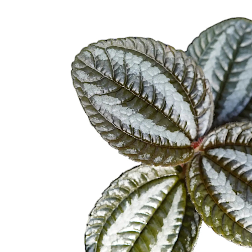 Nahaufnahme eines Blatts von Pilea spruceana 'Norfolk' vor weißem Hintergrund.