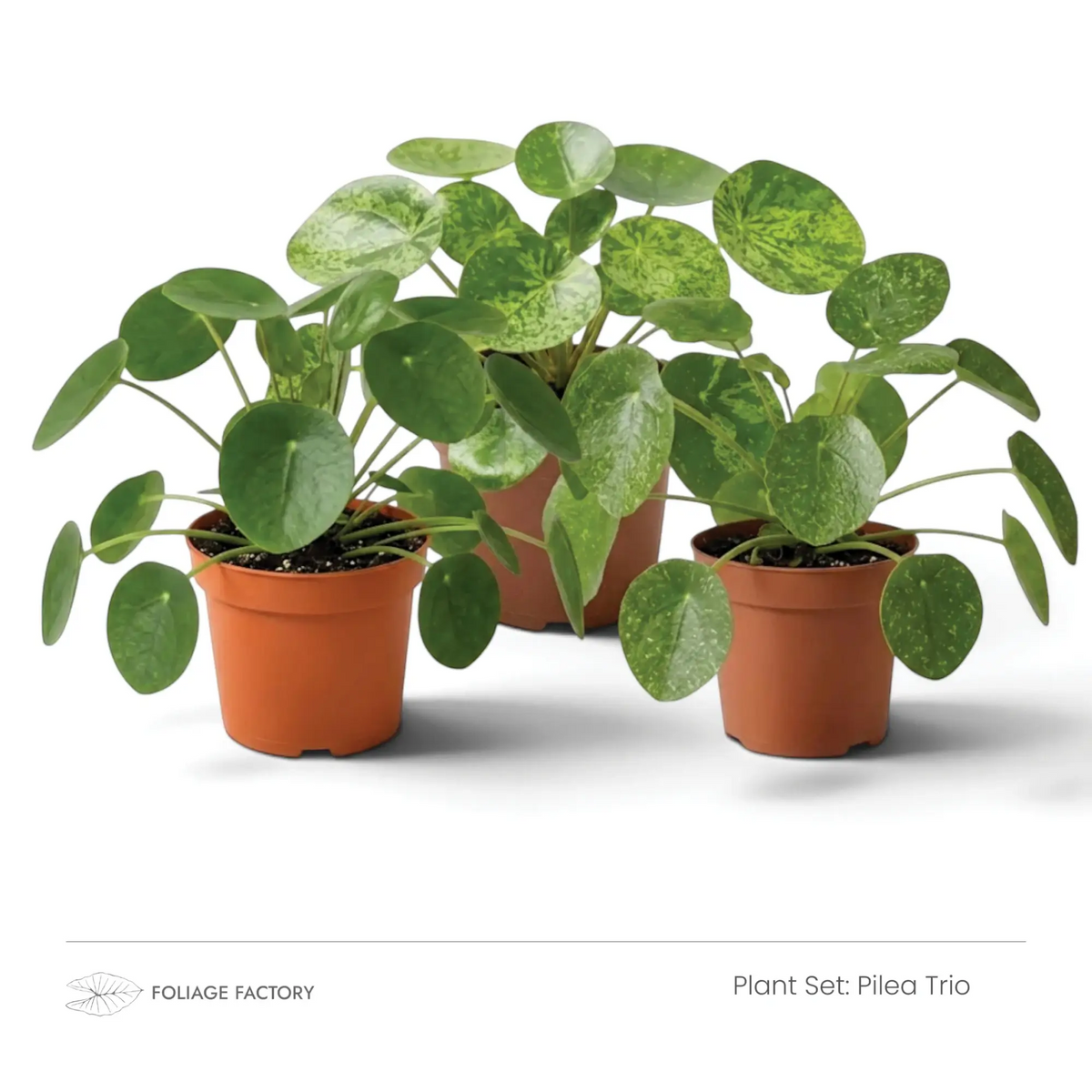 Pflanzenset Pilea Trio: drei Pflanzen mit einfarbigen und gesprenkelten runden Blättern aus schrägem Blickwinkel