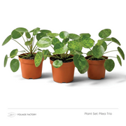 Pflanzenset Pilea Trio mit drei rundblättrigen Pilea-Pflanzen nebeneinander in Kulturtöpfen