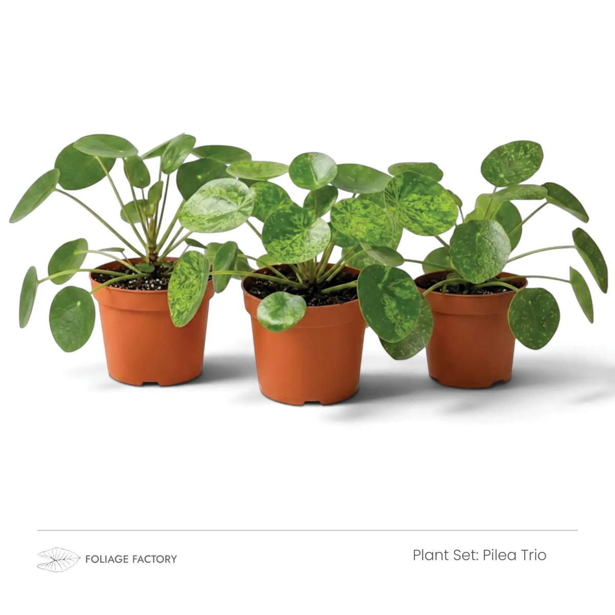 Pflanzenset Pilea Trio mit drei rundblättrigen Pilea-Pflanzen nebeneinander in Kulturtöpfen